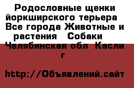 Родословные щенки йоркширского терьера - Все города Животные и растения » Собаки   . Челябинская обл.,Касли г.